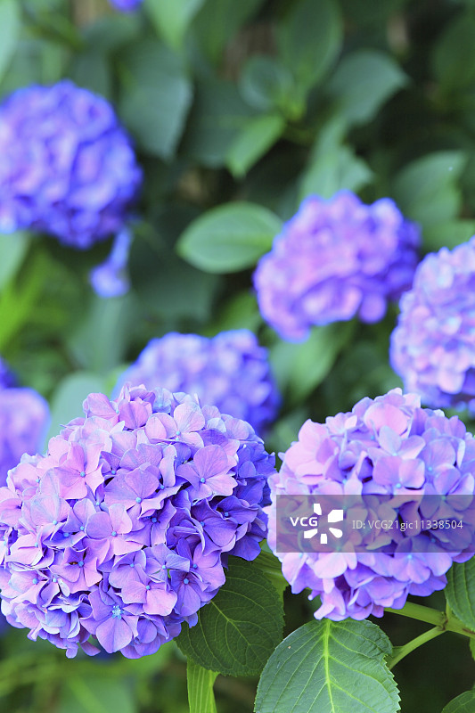 绣球花图片素材