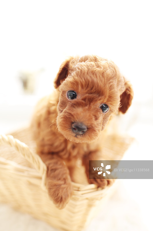 玩具贵宾犬图片素材