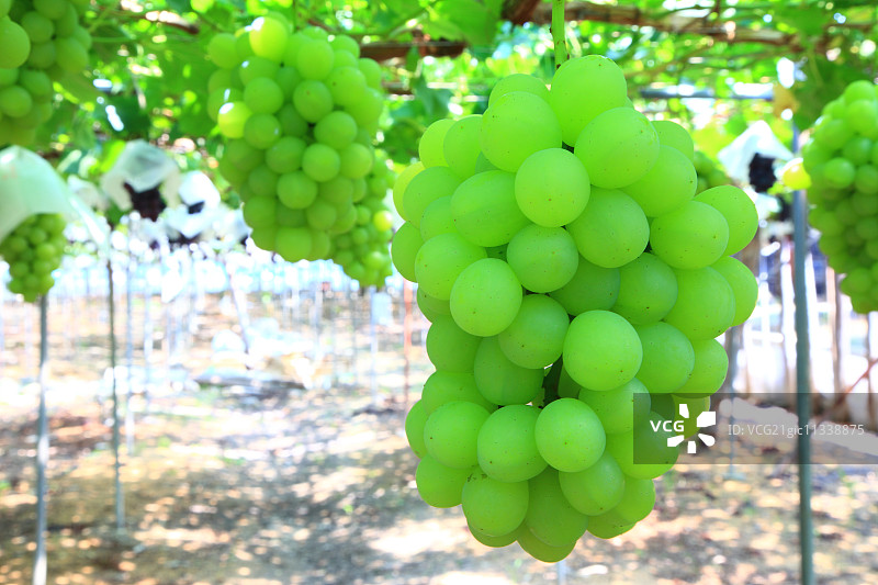 白葡萄图片素材