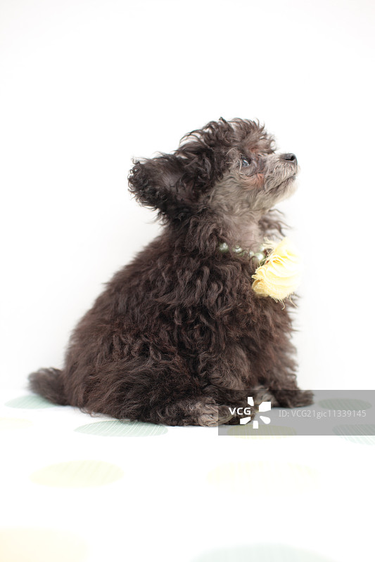 玩具贵宾犬图片素材