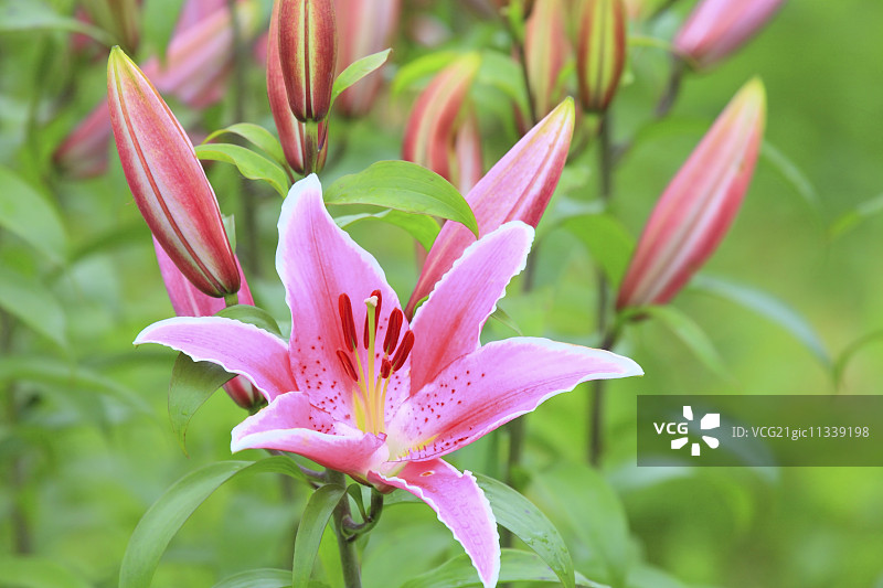 百合花图片素材