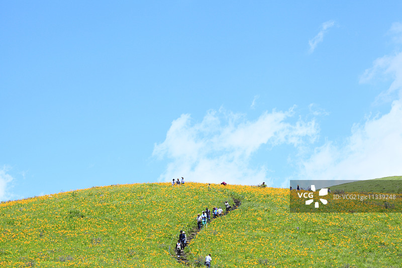 萱草花田图片素材