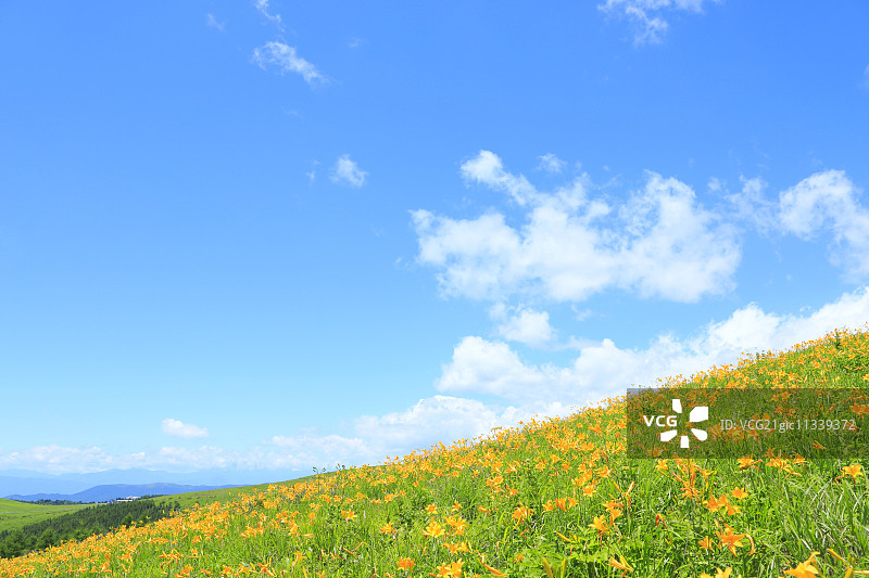 萱草花田图片素材