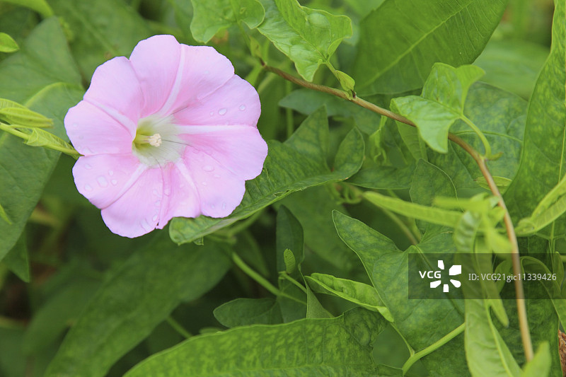 白日美人图片素材