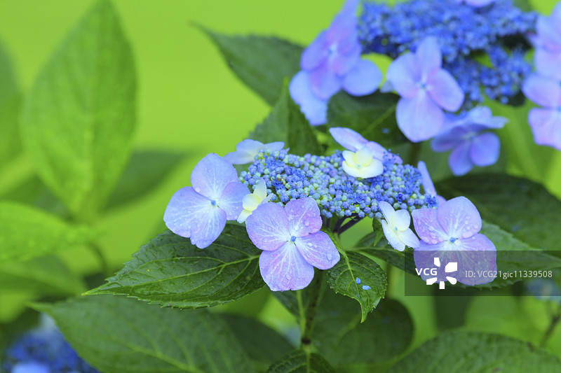 绣球花图片素材