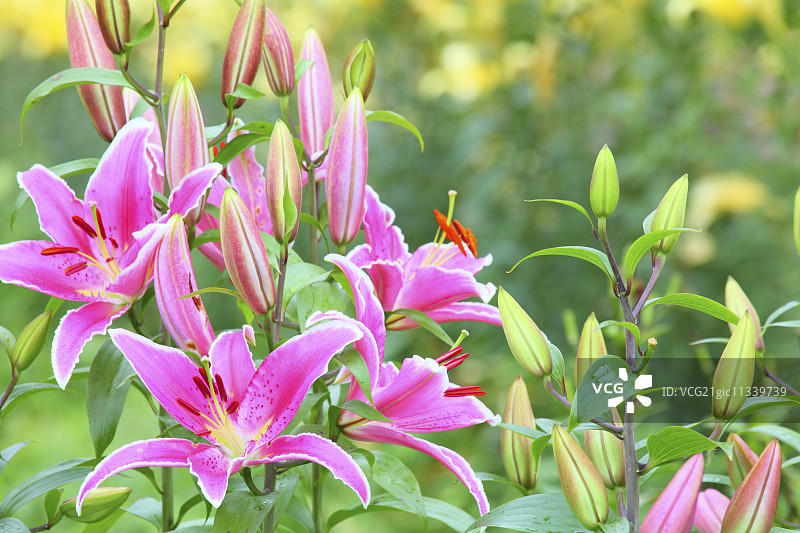 百合花图片素材