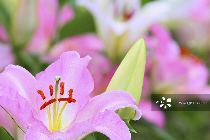 百合花图片素材