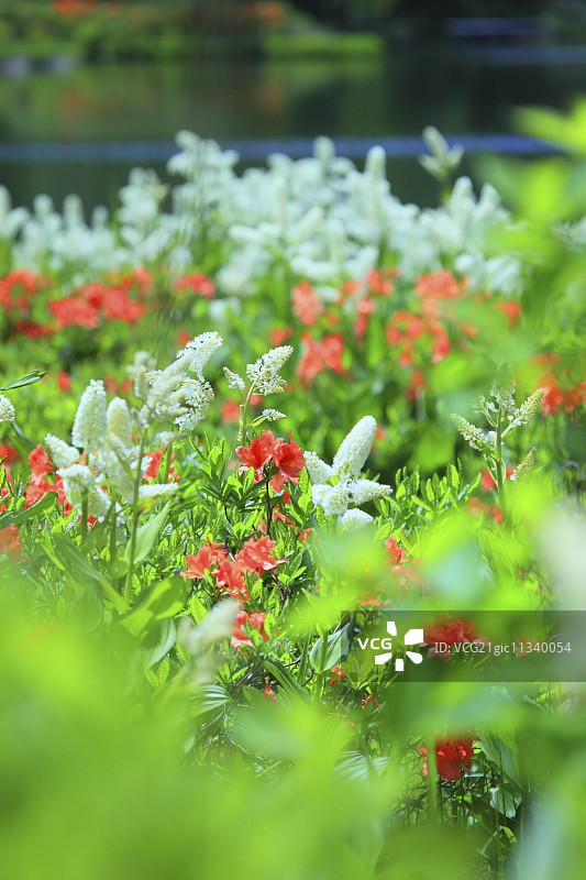 日本秋田Prefecture,图片素材