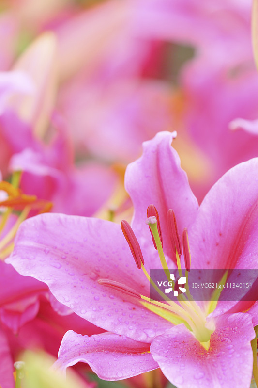 百合花图片素材