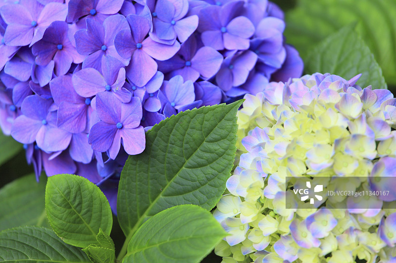 绣球花图片素材