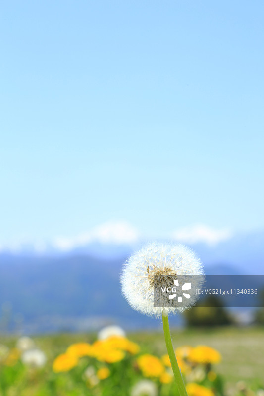 蒲公英图片素材