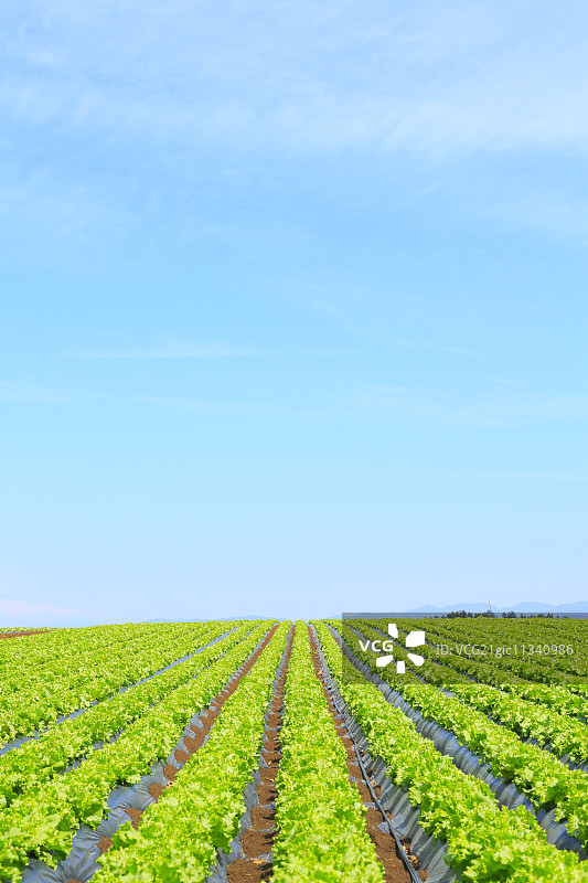 生菜田图片素材