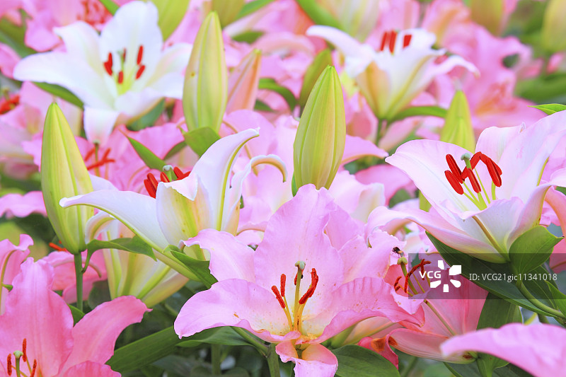 百合花图片素材