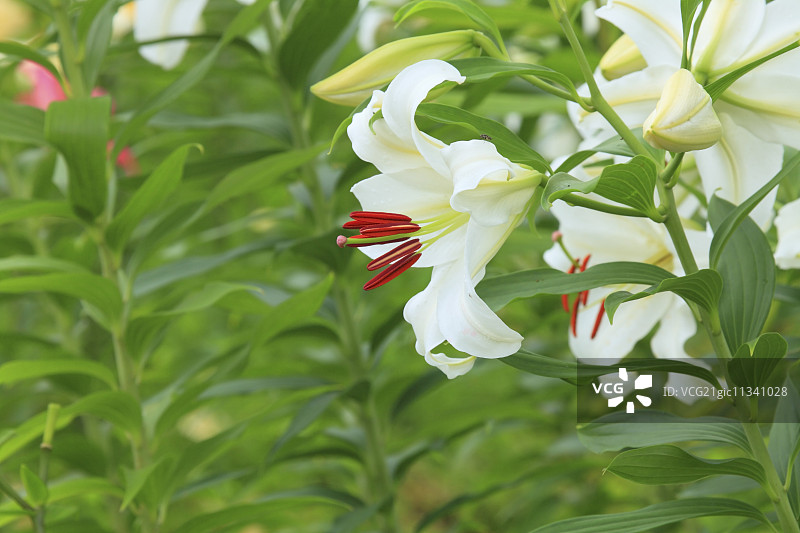 百合花图片素材