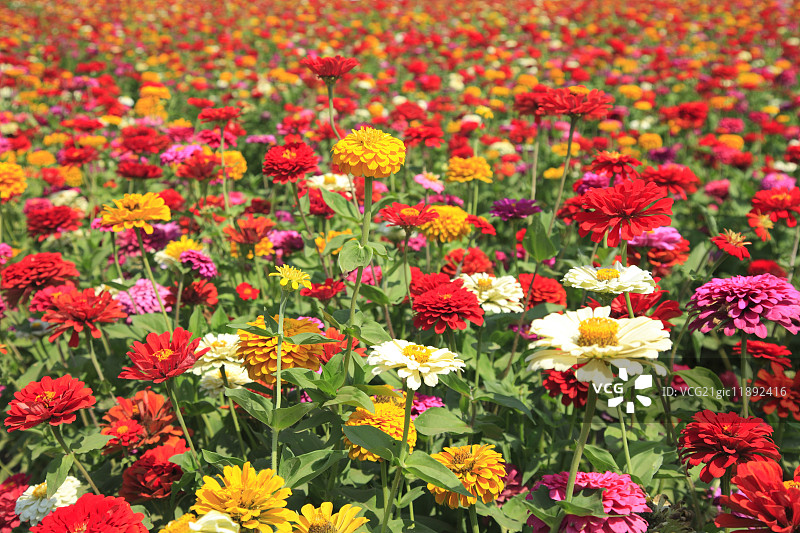 百日草花田图片素材