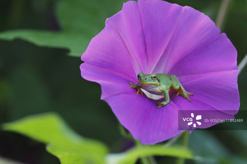 日式牵牛花图片素材