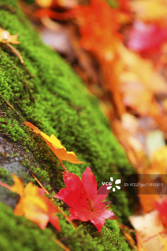 秋天的落叶图片素材