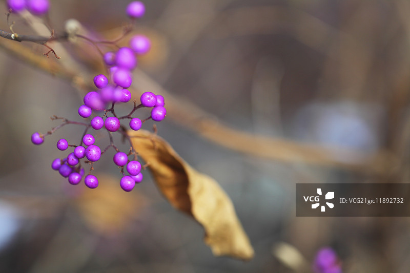 紫珠图片素材