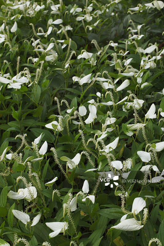 三白草图片素材
