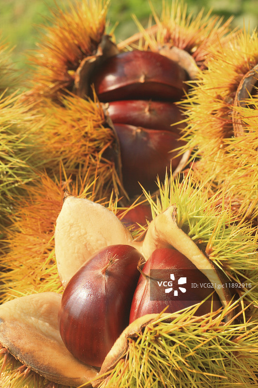 栗子图片素材