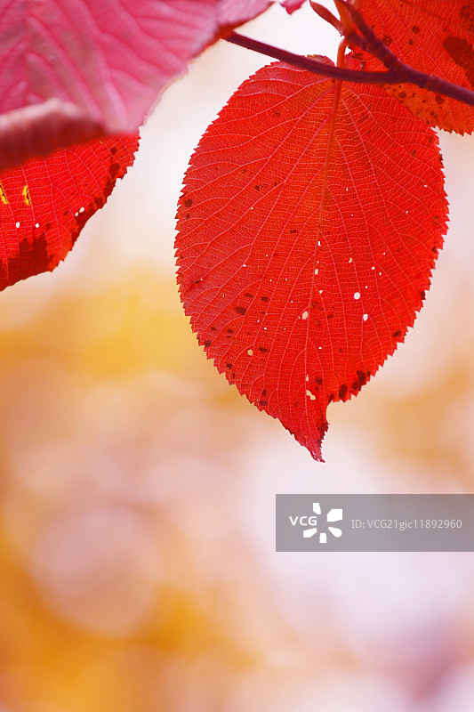 秋天的落叶图片素材