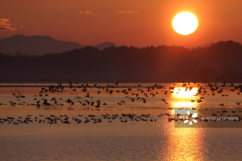 鸟类飞行图片素材