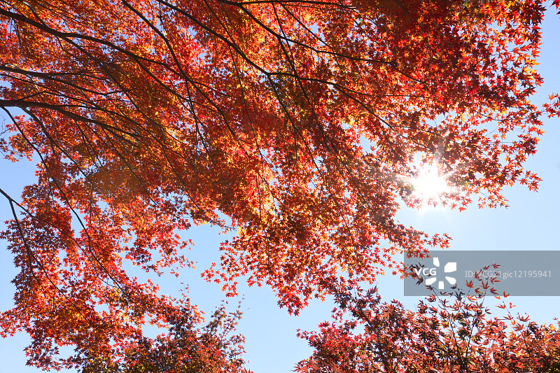 红色的枫叶图片素材