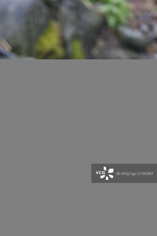 毛腿渔鸮图片素材