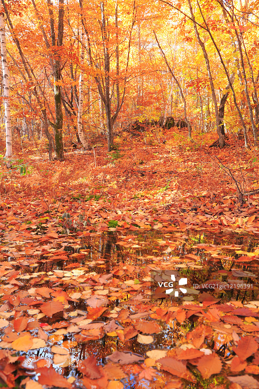 日本长野县的秋叶图片素材