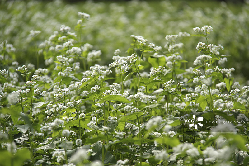 荞麦花图片素材
