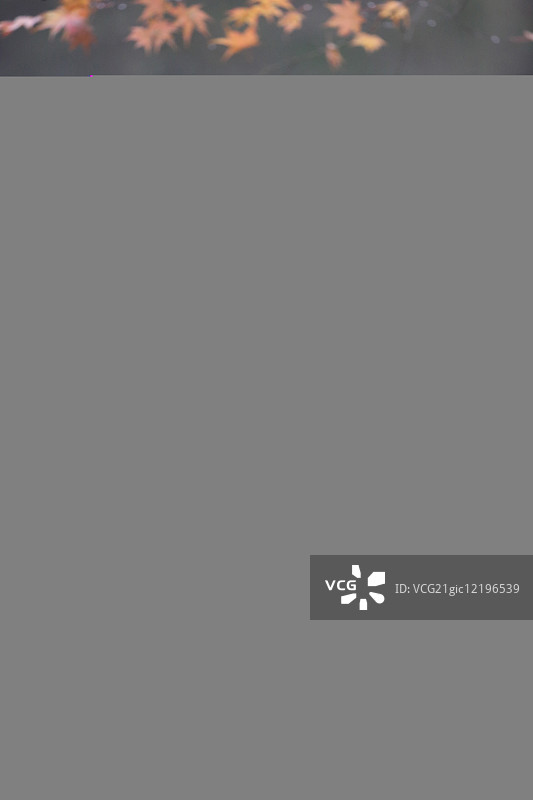 毛腿渔鸮图片素材