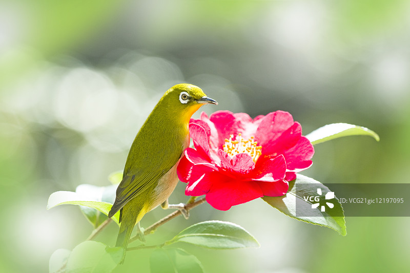 白眼鸟图片素材