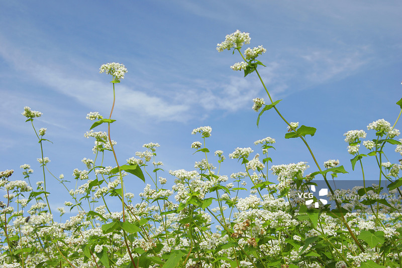 荞麦花图片素材