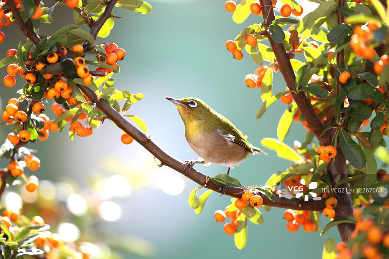 白眼鸟图片素材