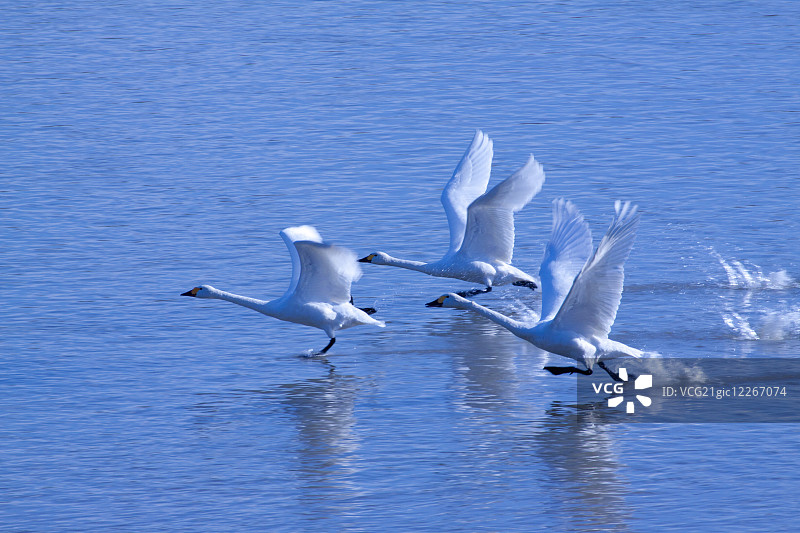 天鹅群图片素材