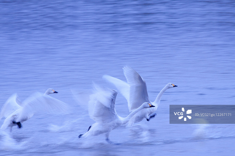 天鹅群图片素材