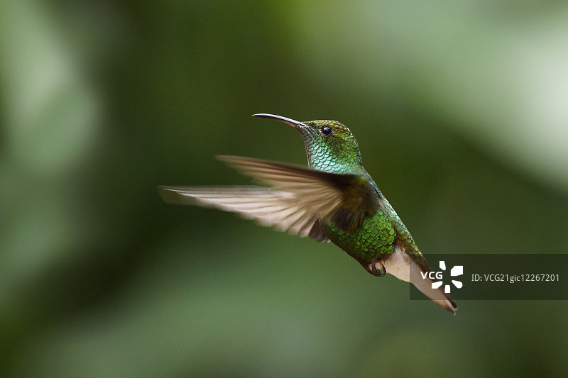 翠绿蜂鸟图片素材