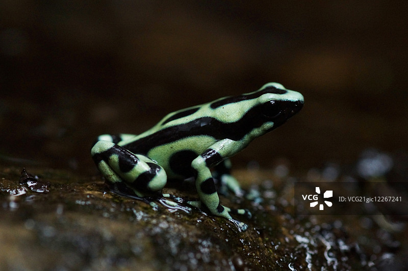 绿色和黑色箭毒蛙图片素材