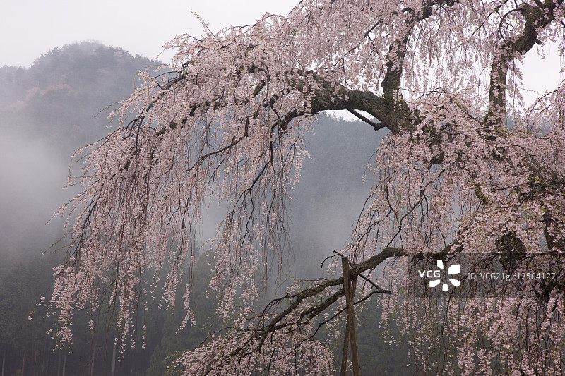 日本京都府图片素材