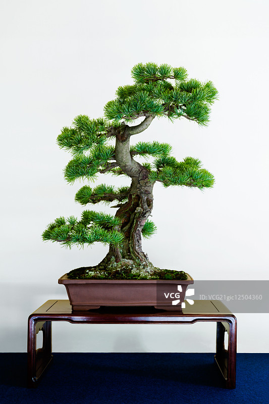 盆景树图片素材