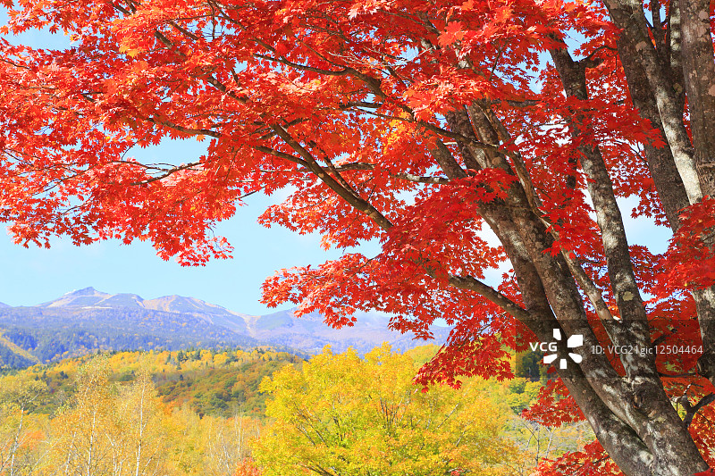 秋天的落叶图片素材