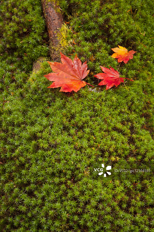 日本栃木县图片素材