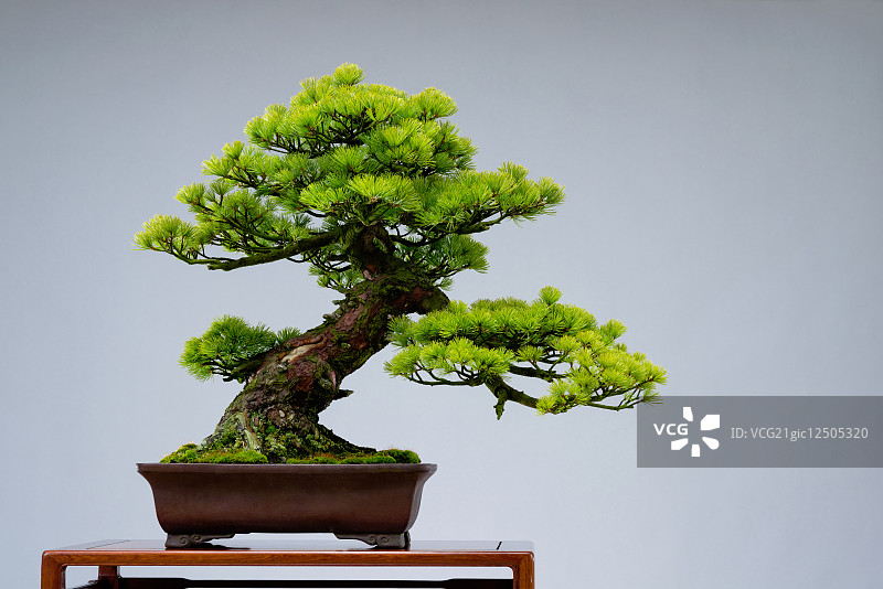 盆景树图片素材