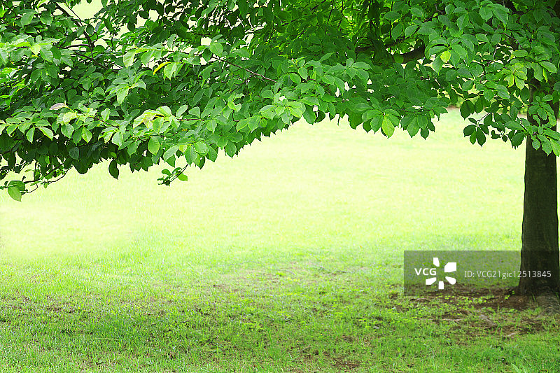 落叶树枝叶与树干图片素材