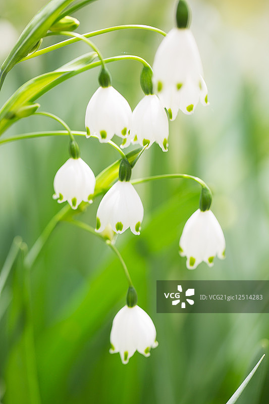 夏日雪花图片素材