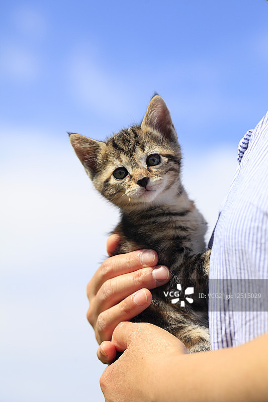 小猫依偎在女人胸前图片素材