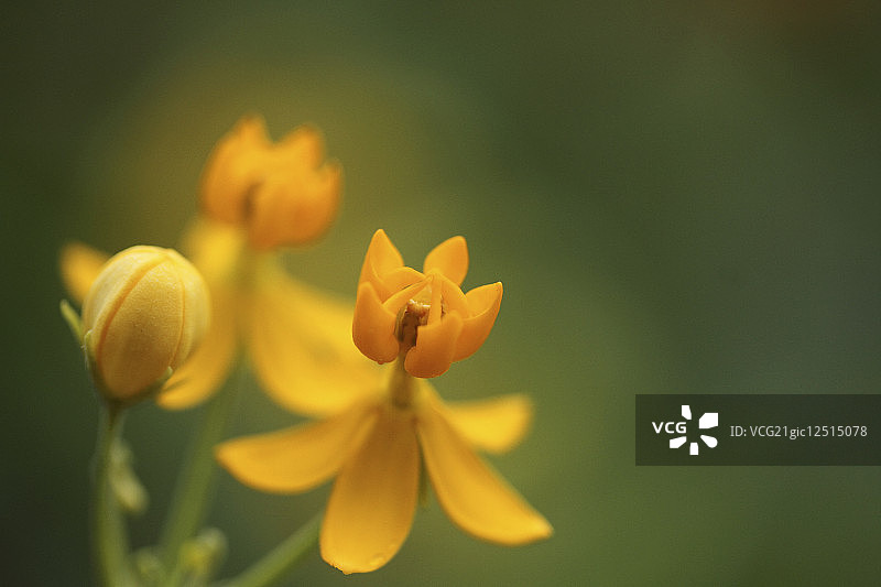 猩红色马利筋花簇，细节图片素材