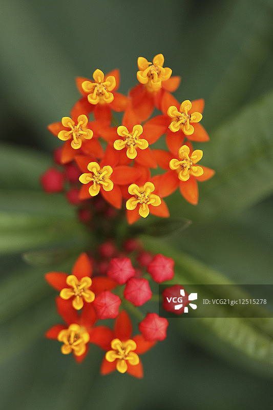 猩红马利筋特写图片素材