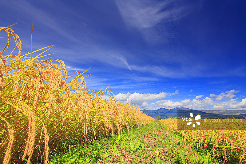 稻田里生长的水稻，远处是浅间山图片素材