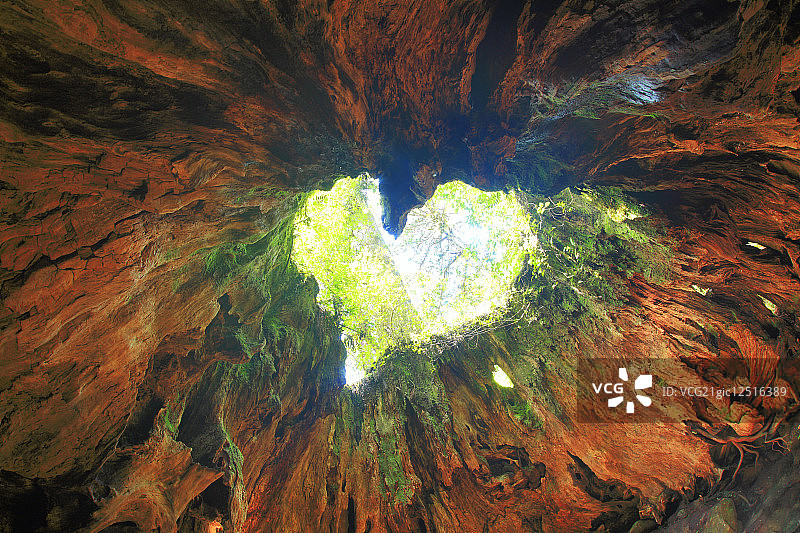 屋久岛的“威尔逊树桩”心形洞图片素材